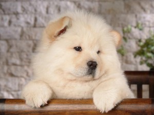 Chow-Chow-Baby