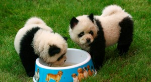 chow-chow-panda