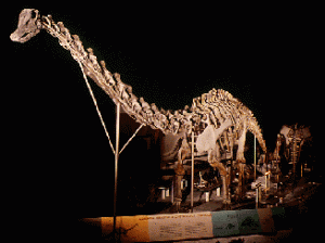 dinossauro  Rex Diplodocus