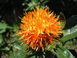 flor de cartamo