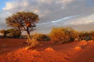 deserto do kalahari