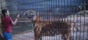 menino é atacado por tigre