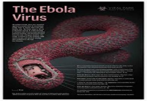 the ebola virus