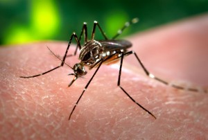 Aedes aegypti chikungunya vírus Zika