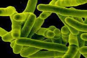 Tuberculose bacteriana