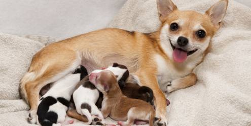 quanto tempo dura a gestação dos cachorros