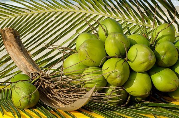 Coco – conheça os benefícios da fruta para a saúde