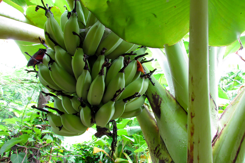 O que é biomassa de banana verde