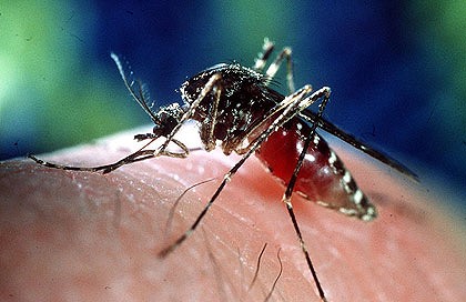 Vacina contra dengue