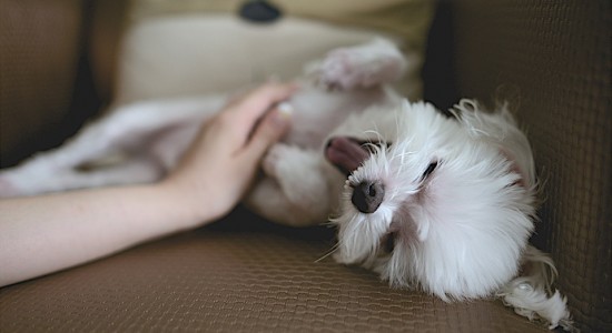Lavagem de Carpete: Aprenda a limpar pelos e manchas causadas por animais de estimação