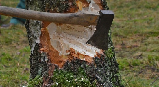 Cortar árvores: quando é preciso e possível realizar esse procedimento