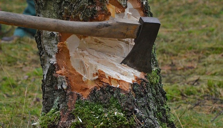 Cortar árvores: quando é preciso e possível realizar esse procedimento