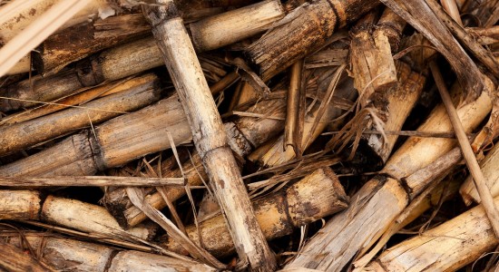 Conheça vantagens e desvantagens da biomassa