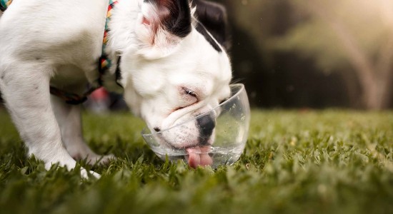 Por que os pets também devem tomar água filtrada?
