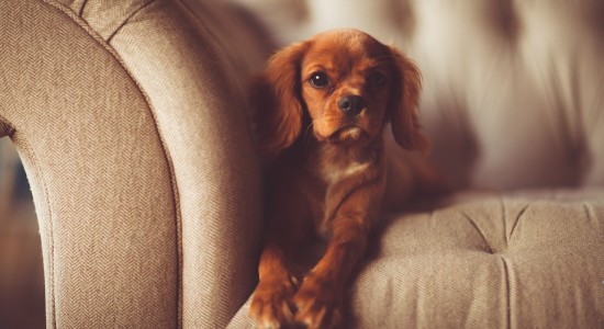 Ter um pet em casa é sinônimo de muita alegria. Mas e em relação a limpeza de estofado? Acesse para saber dicas de como manter seu sofá higienizado!