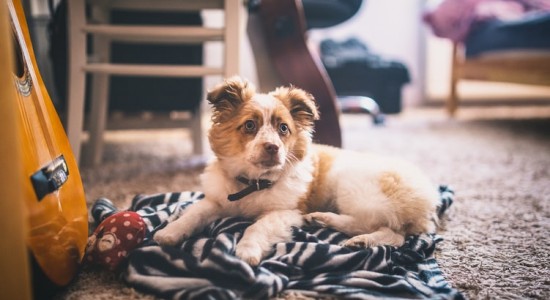 Pets em casa: saiba mais sobre a limpeza de carpetes