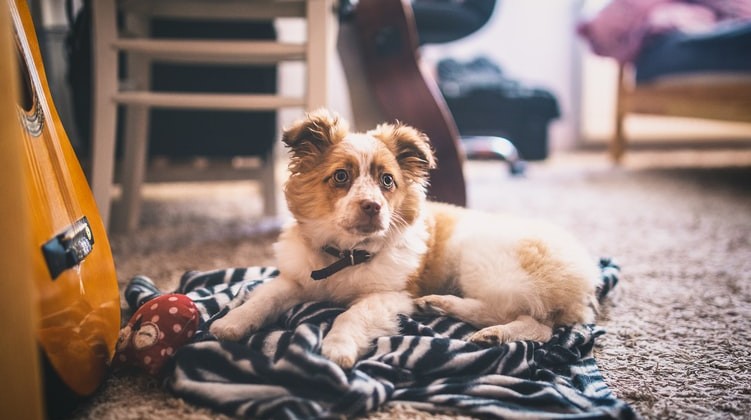 Pets em casa: saiba mais sobre a limpeza de carpetes