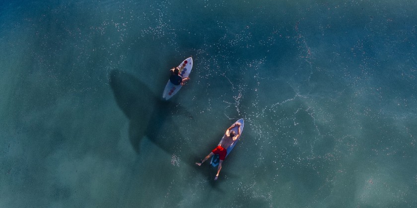 Porque as praias de Recife tem tantos tubarões?