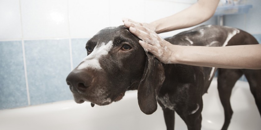 Dar banho em cachorros grandes é um desafio. Mas, seguindo esse passo a passo de banho de pet, a atividade será mais tranquila para você e seu amigo. Confira!