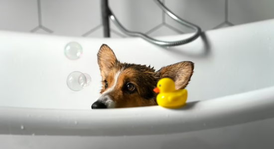 Alguns animais não são muito simpáticos à ideia de tomar banho, mas banheiras para pet podem tornar o evento mais tranquilo