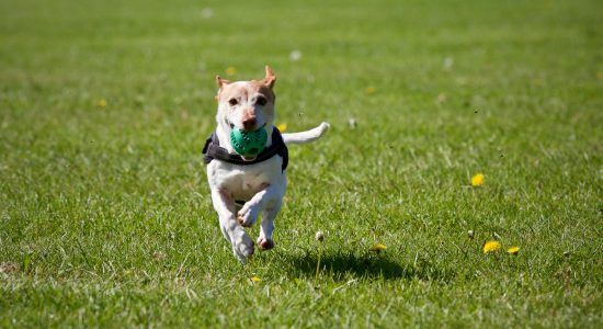 Hotéis para Cachorros: Um Guia Completo