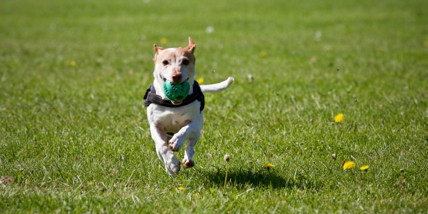 Hotéis para Cachorros: Um Guia Completo